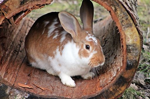  tavşanlar hakkında ilginç bilgiler,bilinmeyenler